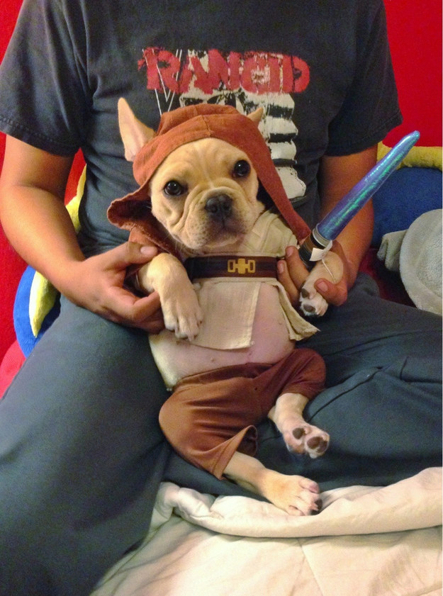 This Jedi who is using the Force to get as many treats as possible.